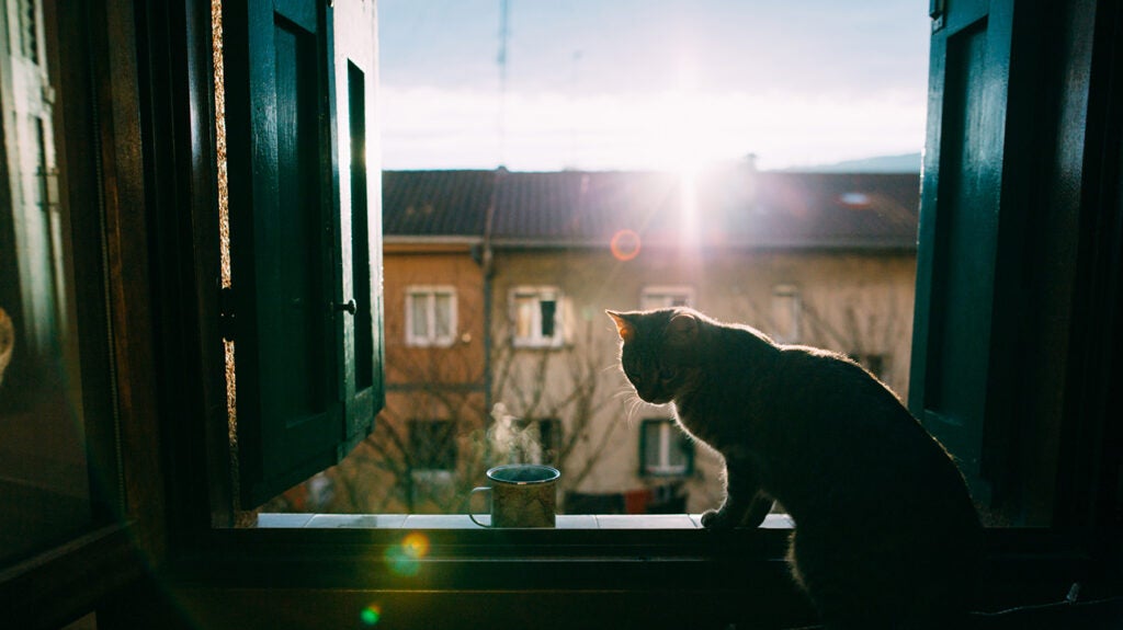 Catnip tea Benefits, how to make it, risks