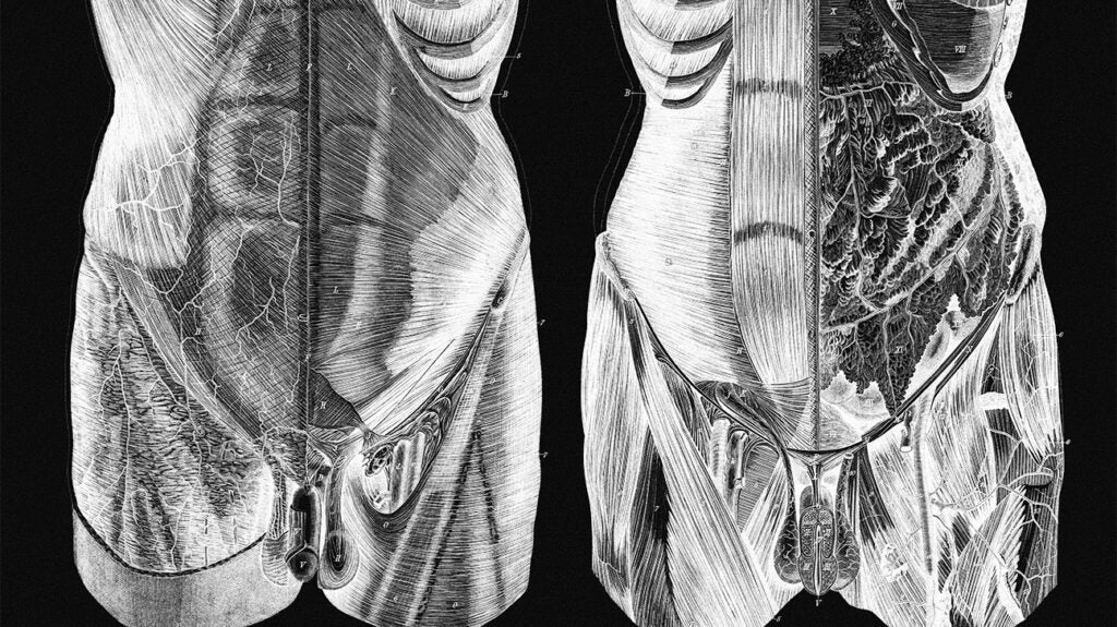 Testes: Anatomy, Function, and Associated Conditions