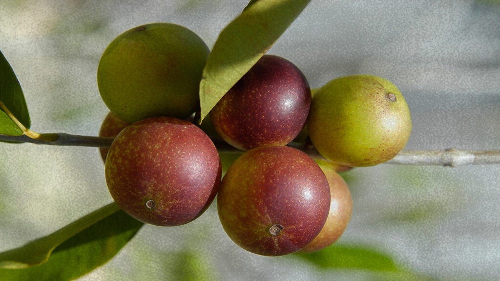 Camu camu: Health benefits, risks, and how to eat