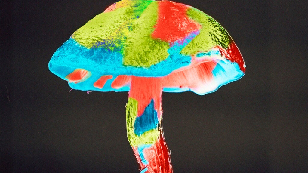 Depression Eating mushrooms may reduce risk