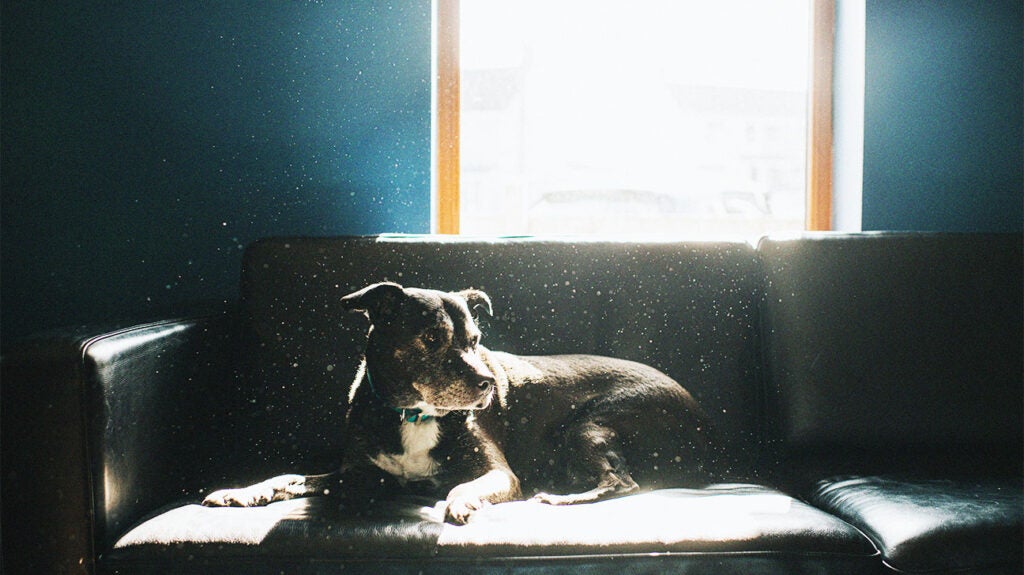 Asthma Common triggers and how to avoid them