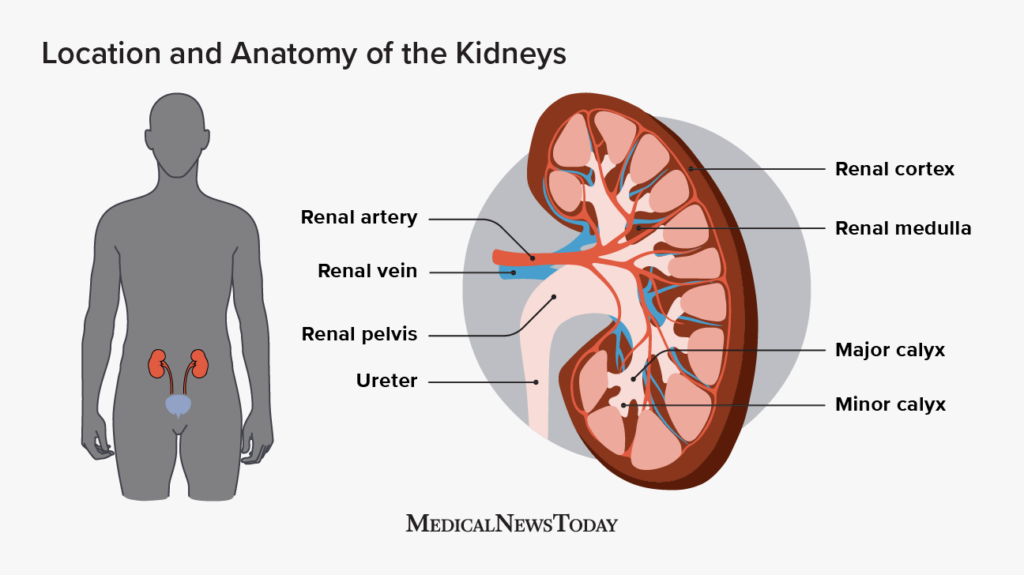kidney and liver location in body