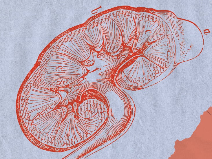draw the labelled diagram of the longitudinal section of human kidney 3  marks - Brainly.in