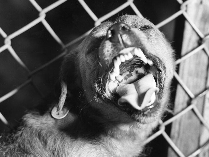 Warning Signs: Dog Foaming at Mouth before Death  - What You Need to Know