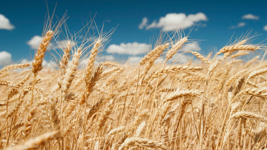 What is starch? Types, benefits, risks, and more