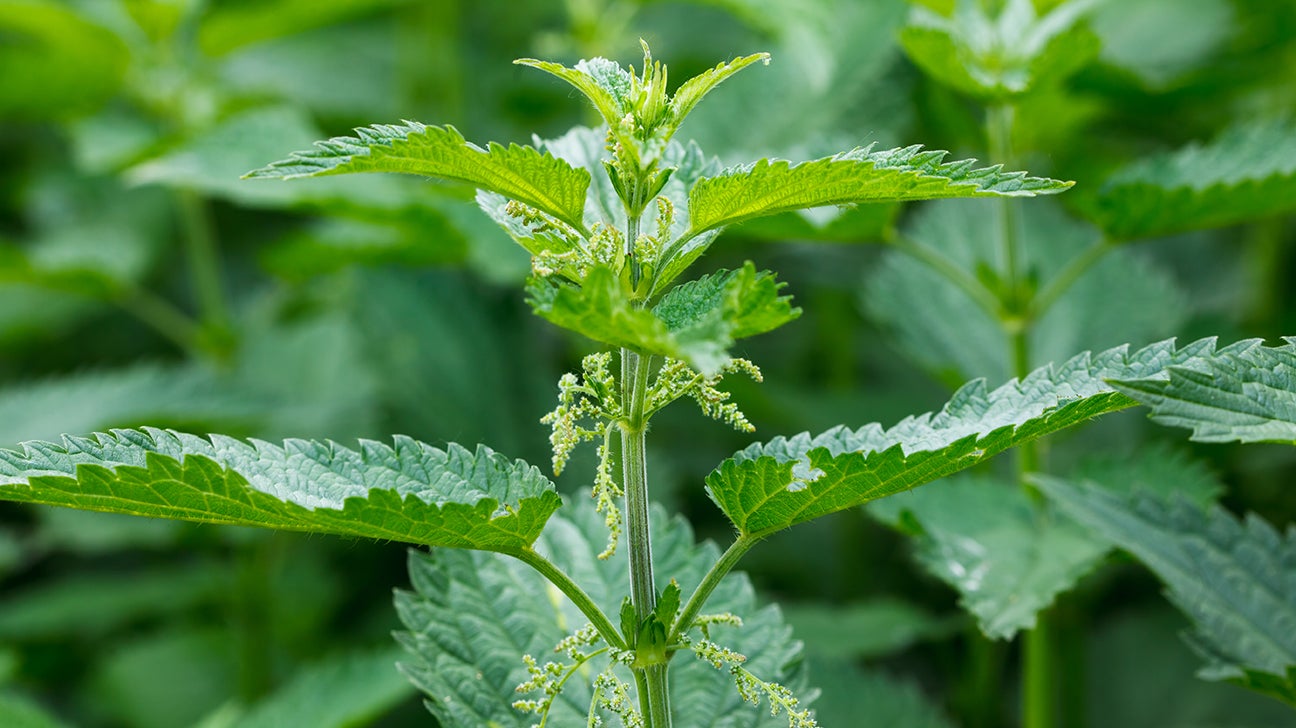 Stinging nettle: Benefits, types, uses, pictures, and supplements