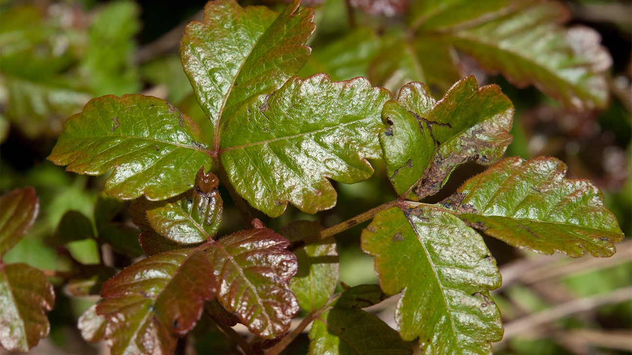 Poison Oak Rash Photos And Treatment Options