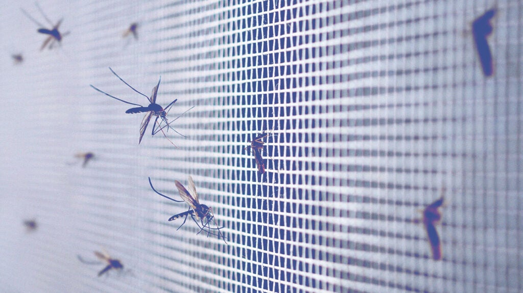 Mosquito viruses: Types, symptoms, and treatments