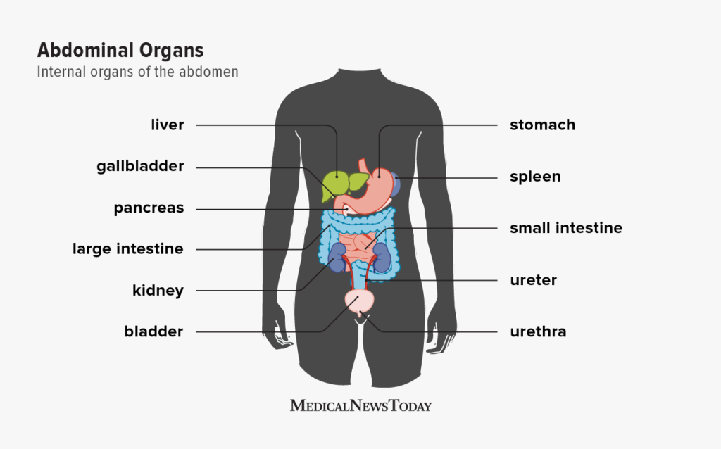 Internal organs in left side 2025 of body