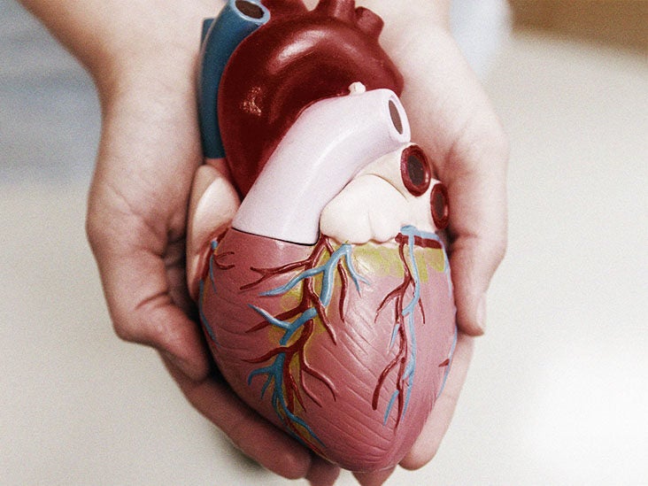 Cardiac Muscle Structure