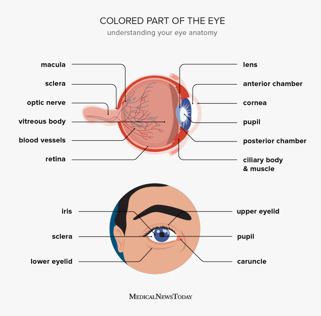 What is the colored part of the eye called?
