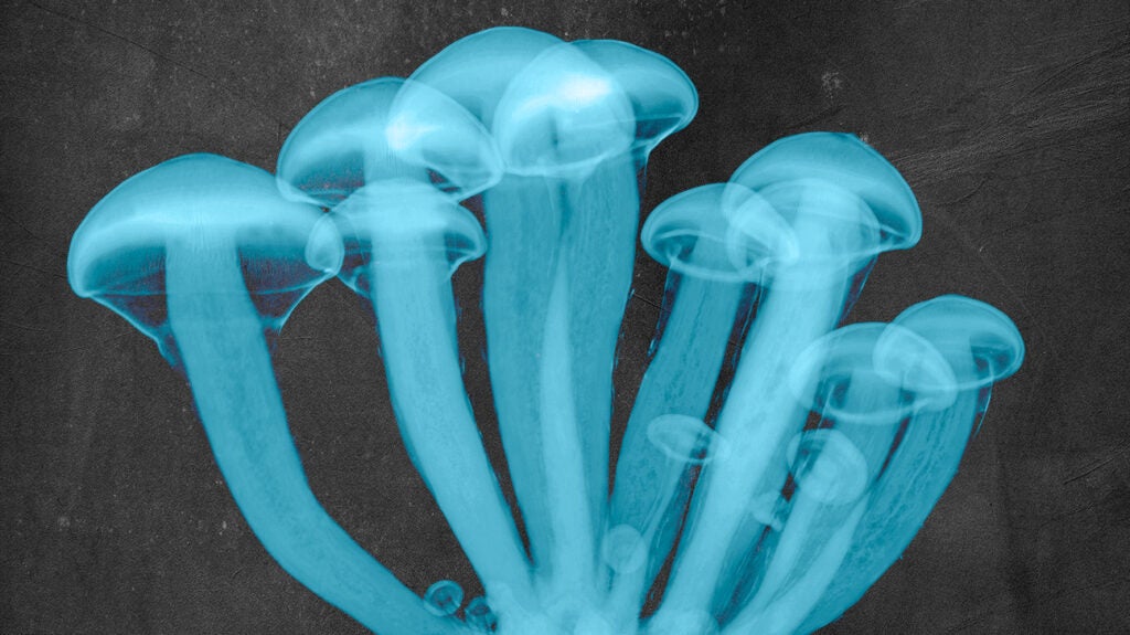 Mixing mushrooms and alcohol What you need to know