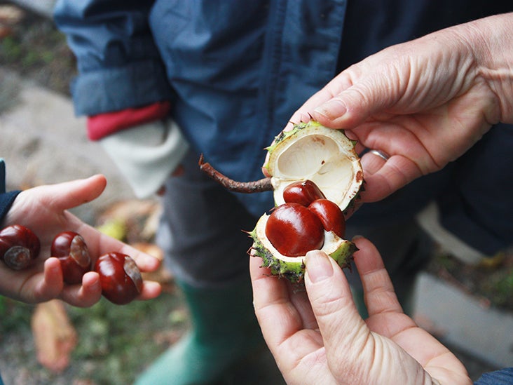 horse chestnuts poisonous