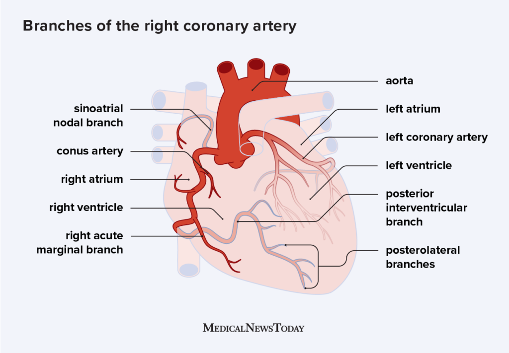 coronary arteries diagram
