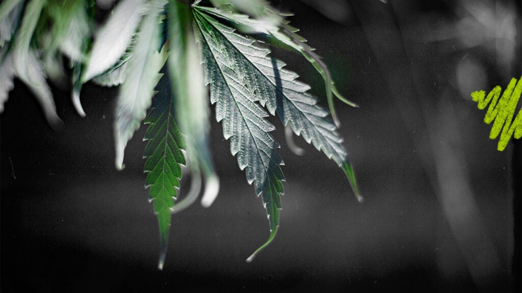 Can you use CBD for endometriosis pain?