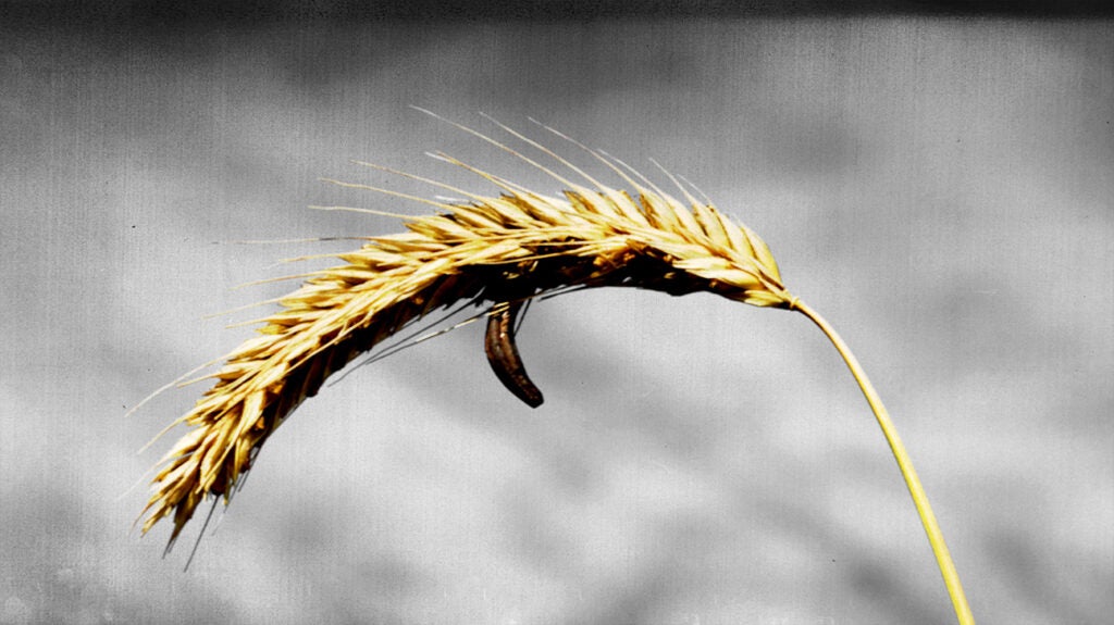 Ergot poisoning: History, causes, symptoms, and more