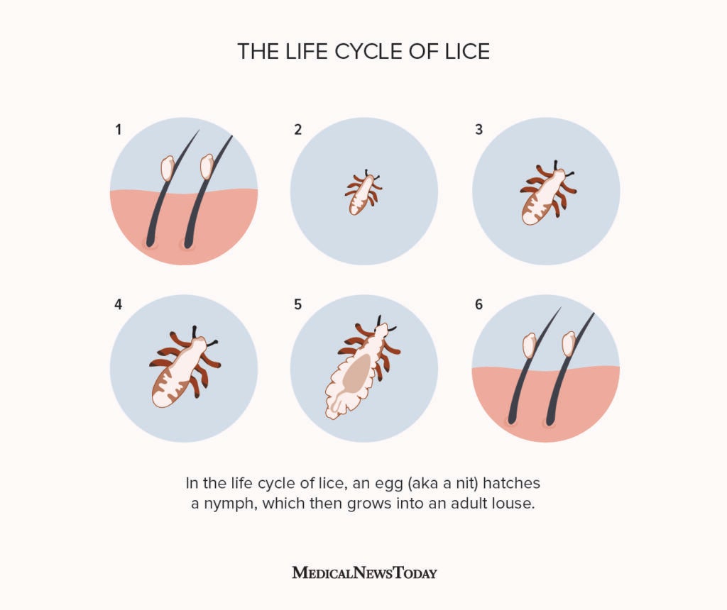Life cycle of lice: Stages, how they spread, and more