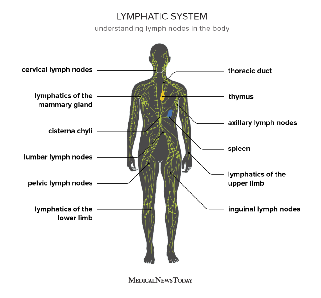 An illustration details the location of each lymph node that makes up the lymphatic system
