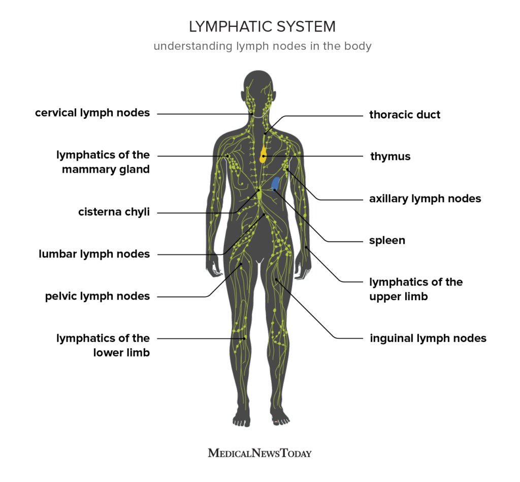 Diagram Of Human Lymphatic System Le Meraviglie Dell acqua Diagram Of Human Lymphatic System Le Meraviglie Dell acqua