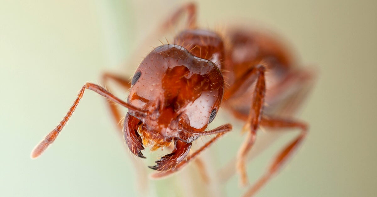 Fire ant bites: Treatment, symptoms, what they look like