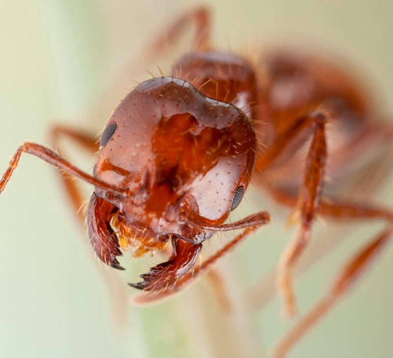 Fire ant bites: Treatment, symptoms, what they look