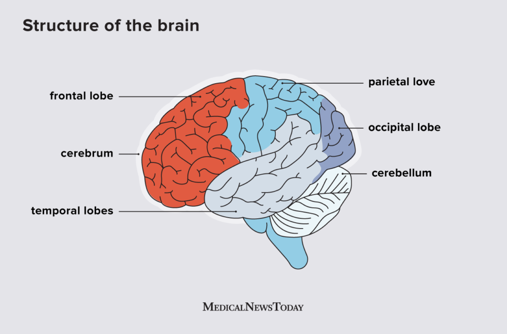 Parts Of Frontal Lobe