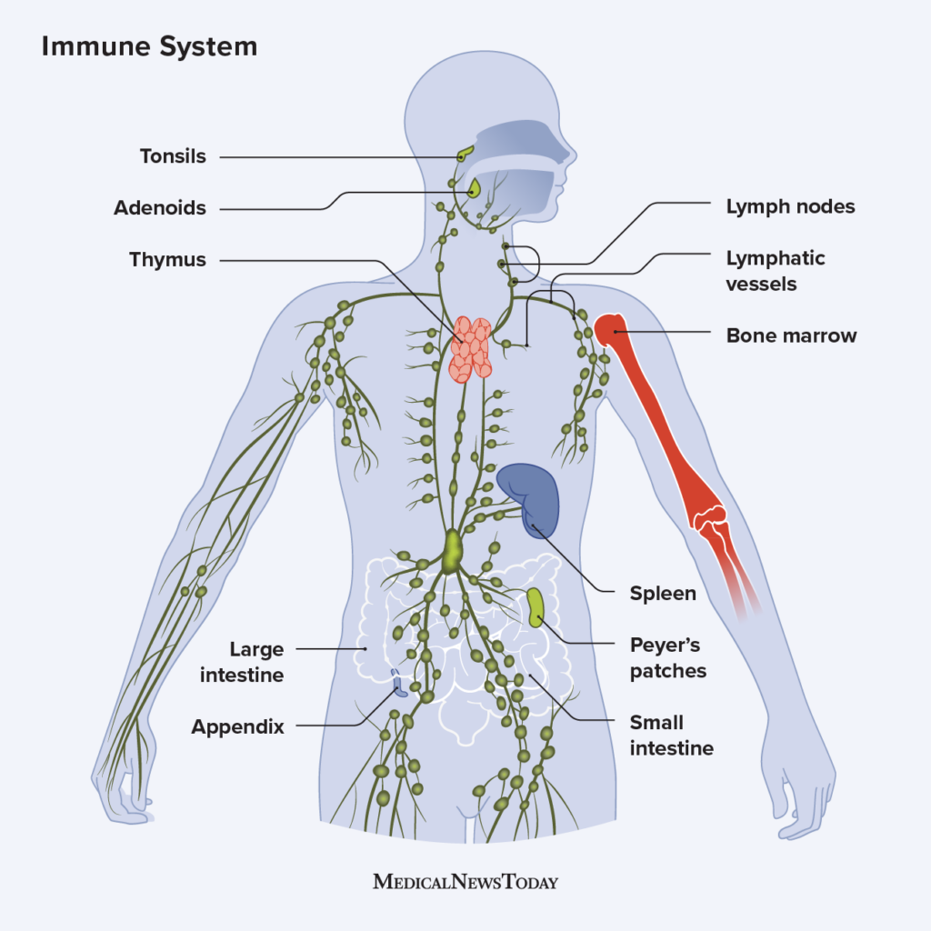 The immune system Cells, tissues, function, and disease