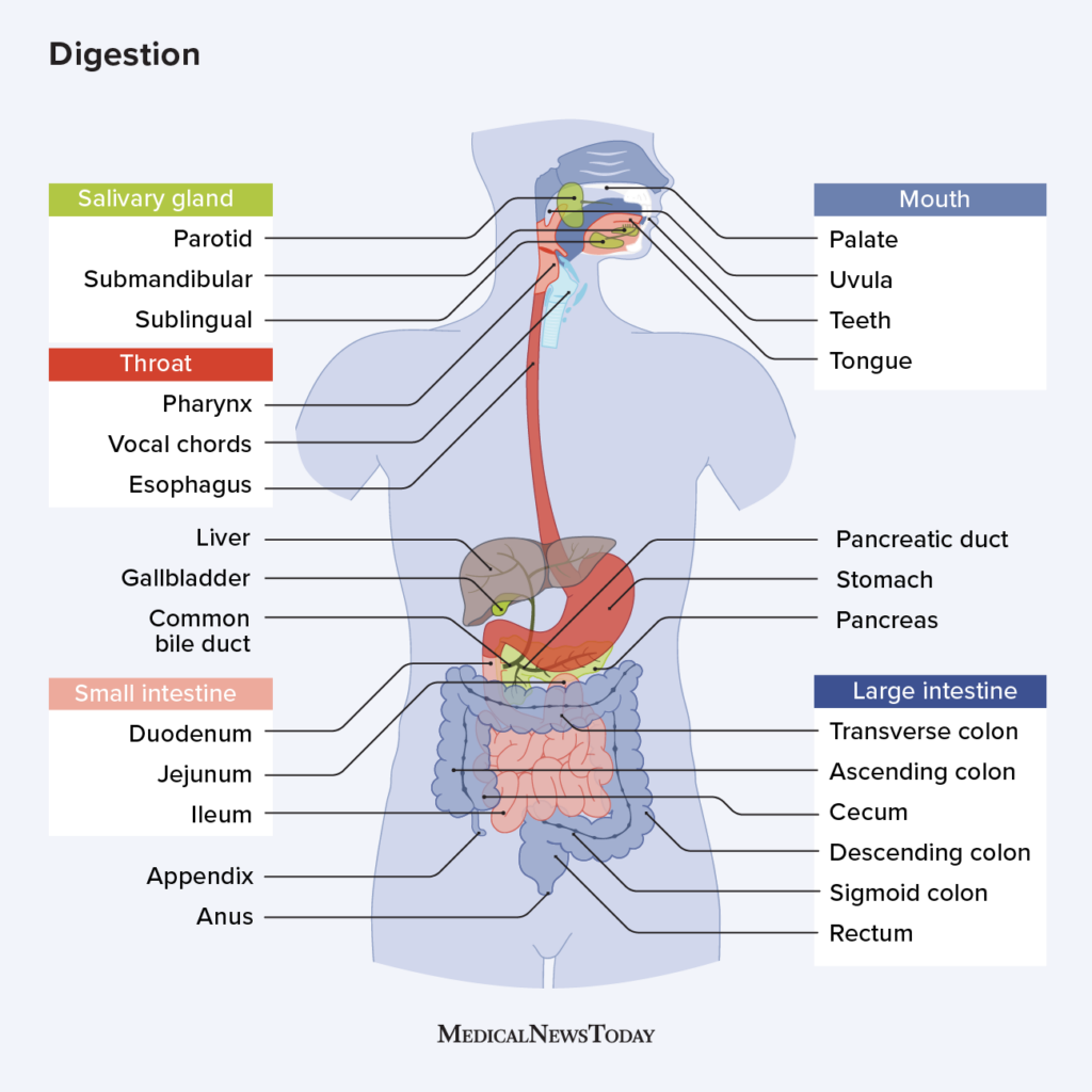 Digestion Anatomy Physiology And Chemistry