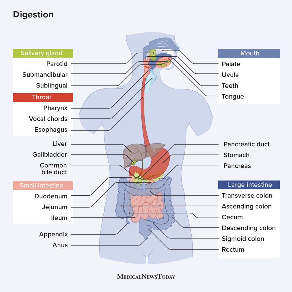 Digestion Anatomy, physiology, and chemistry