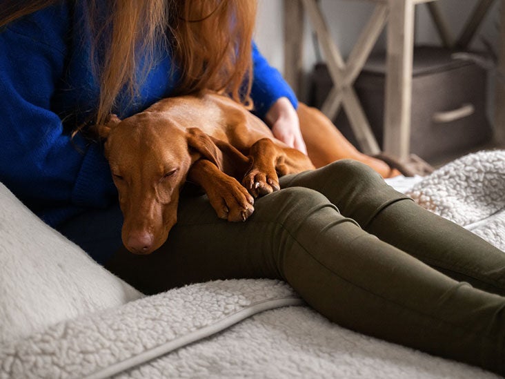 can-a-female-dog-have-an-abortion