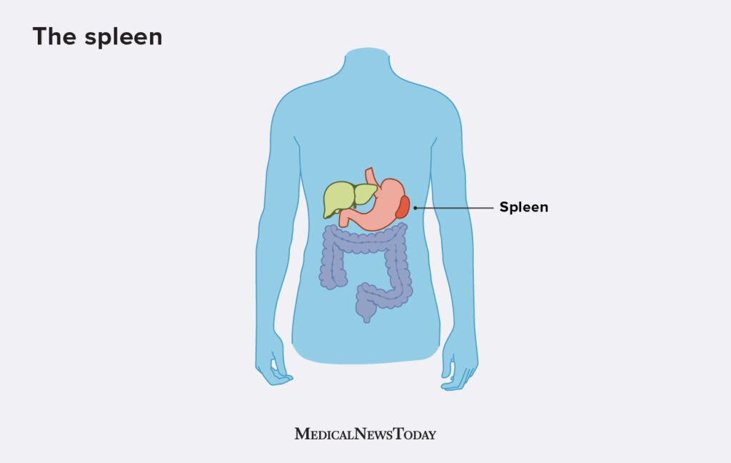 Spleen: Function, Location & Problems