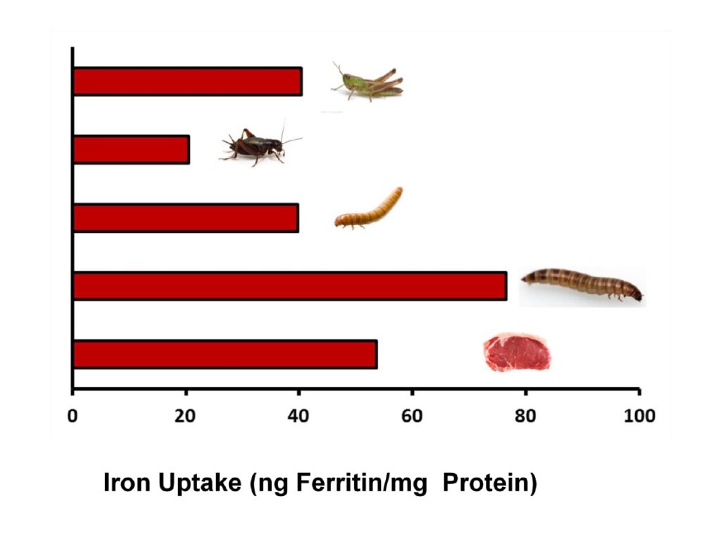 Beef vs. bugs Which is most nutritious?