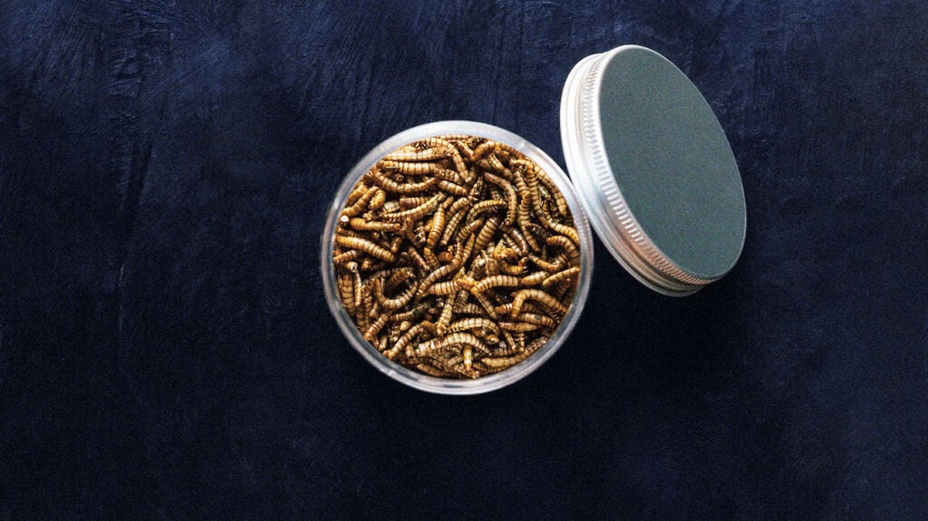 Munching on Mealworms: The Next Meat-Alternative Snack?