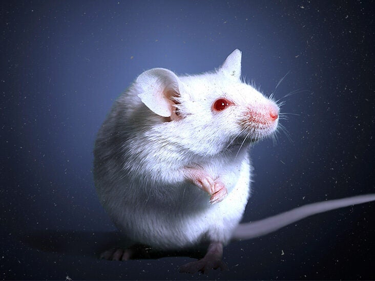 What happens if you transfuse blood from old mice into young ones?