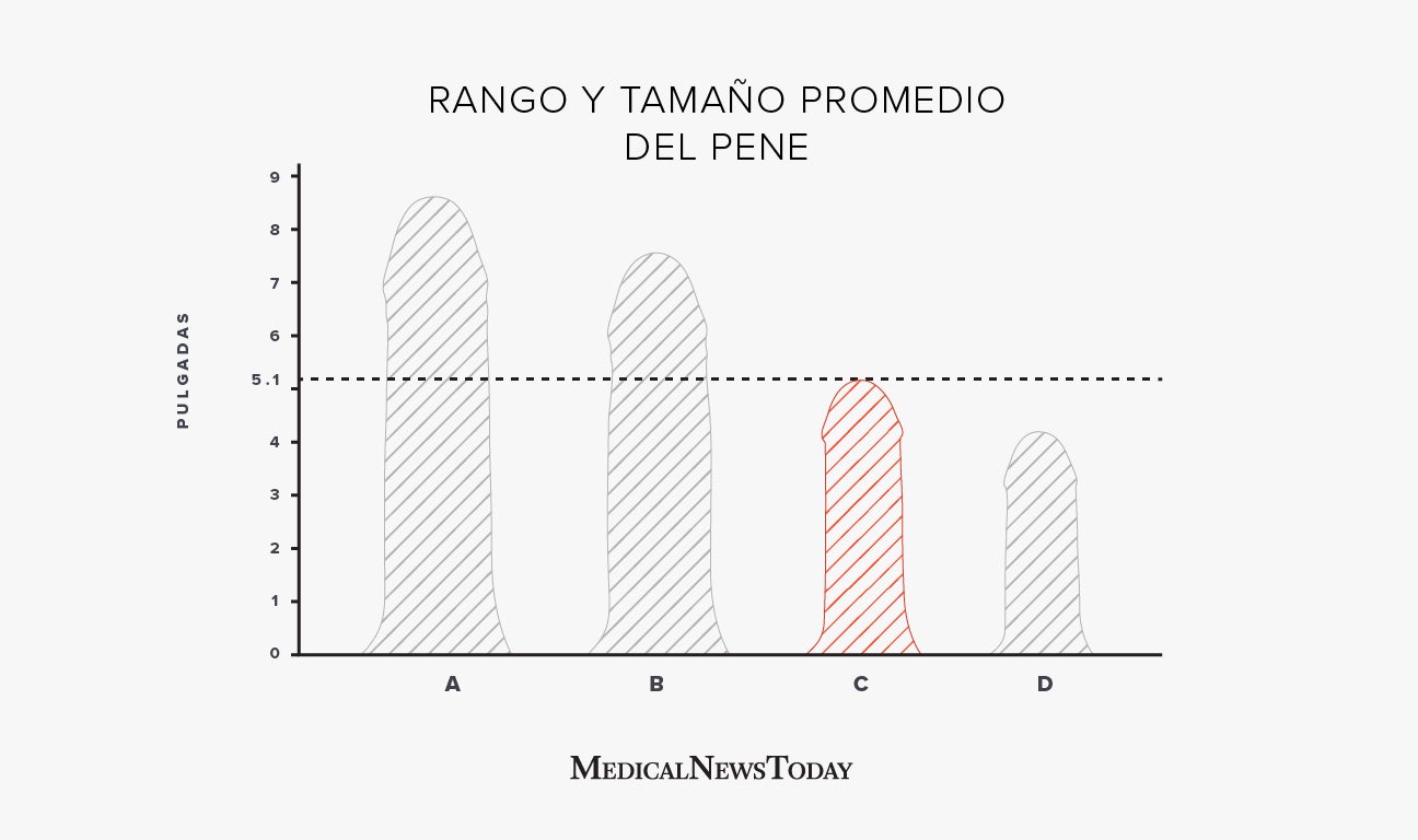 Tamaño promedio del miembro masculino a los 16 años