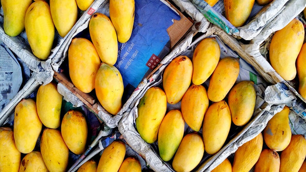 Ready-to-eat mangoes, on sale 12 months a year - EAT ME