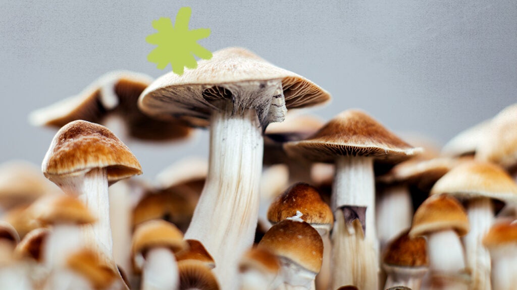 Penis envy mushrooms: Effects, benefits, risks, and more