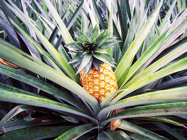 pineapple-allergy-symptoms-treatment-and-cross-reactivity