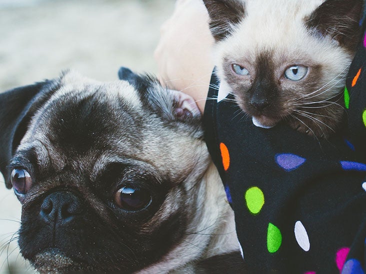 Highly emotional people may prefer cats over dogs for stress relief