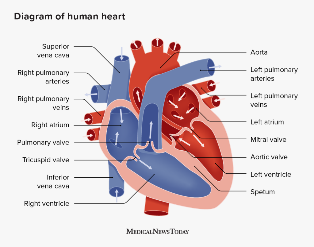 Heart block: Types, causes, symptoms, and risk factors
