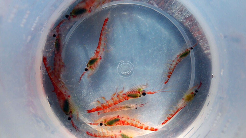 Krill oil may be better than fish oil for aging and brain health