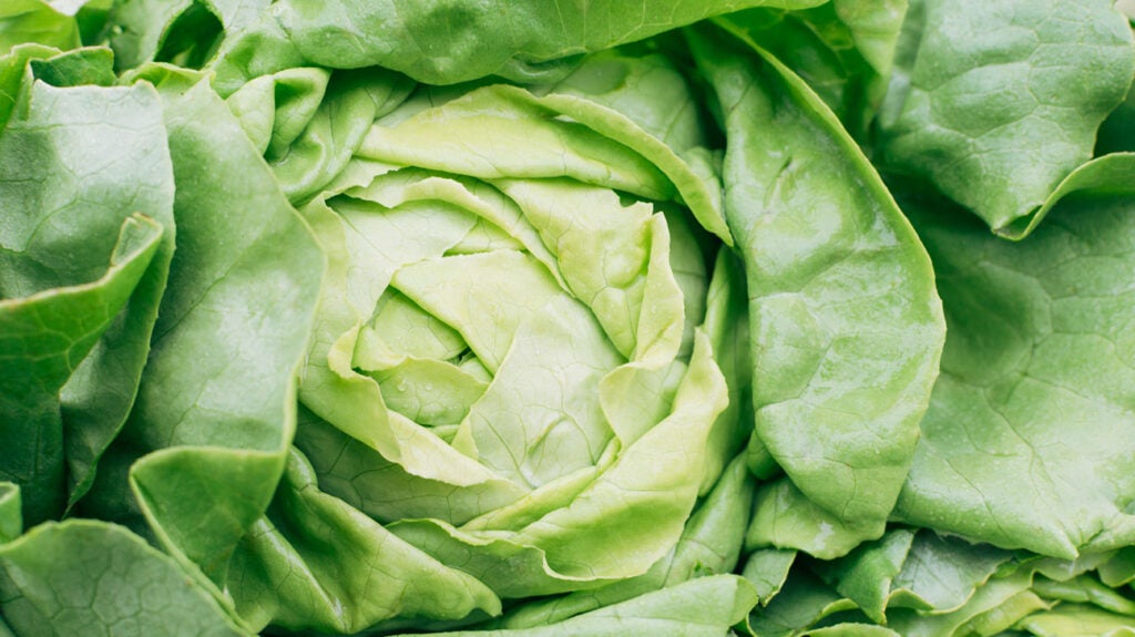 Wild lettuce for pain Benefits and more