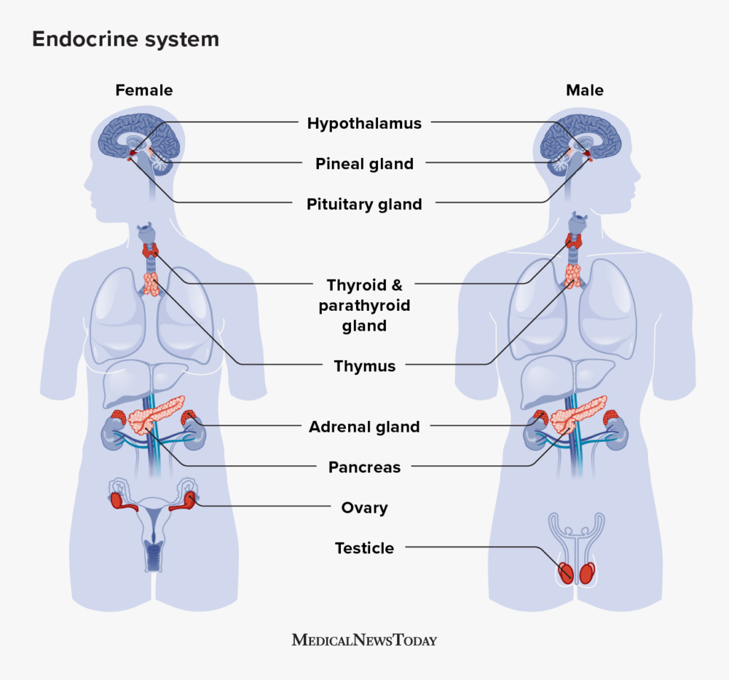 Endocrinology