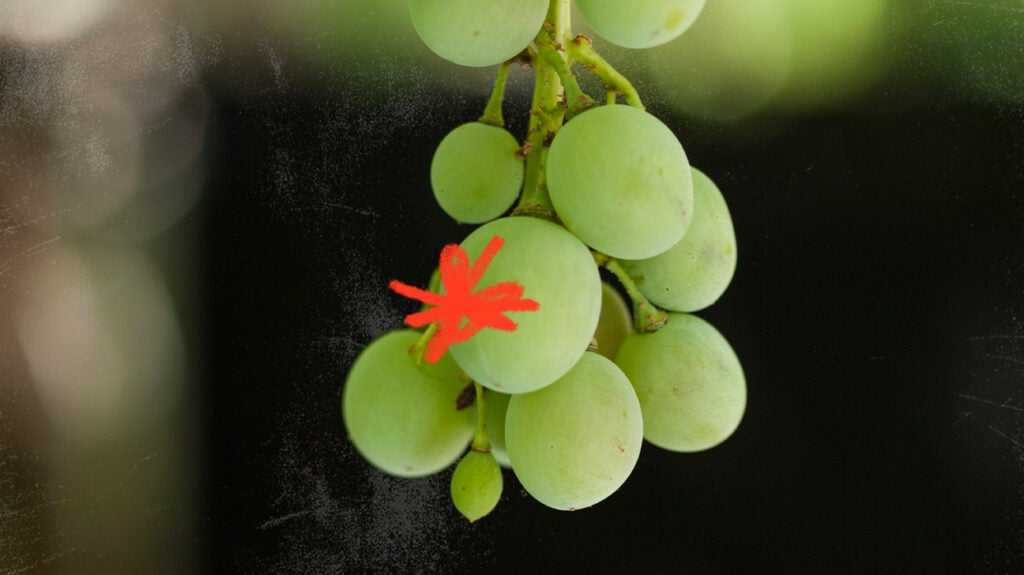 Could grapes reduce your chances of sunburn?