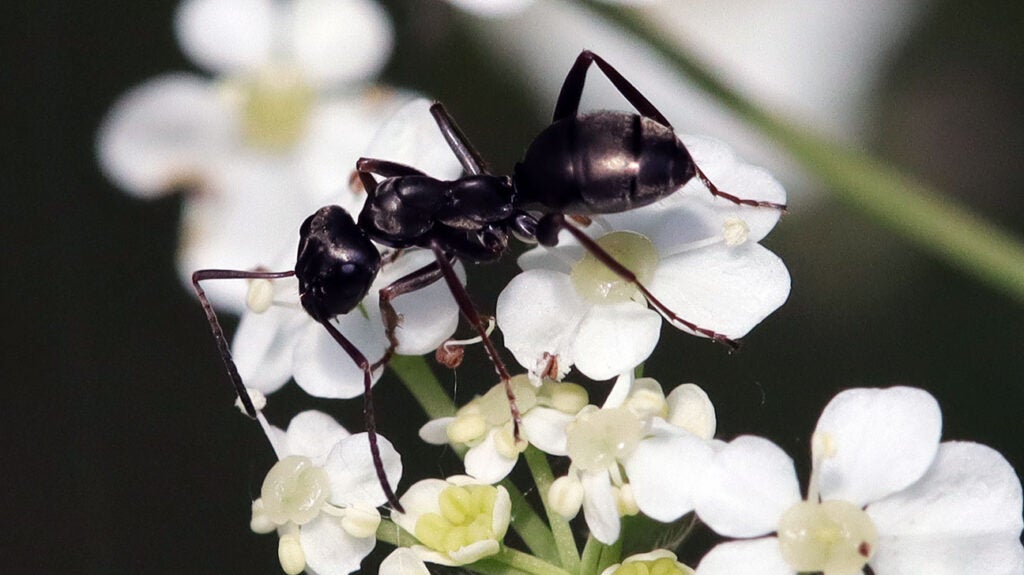 Alert Ant Cancer detection: How ants could alert to the presence of tumors