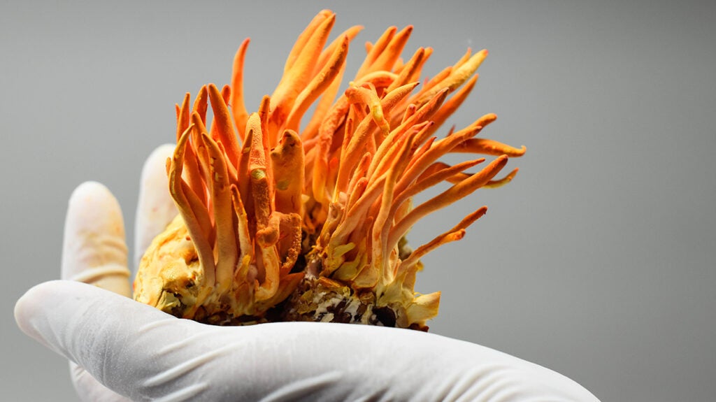 Cordyceps in humans Research and more