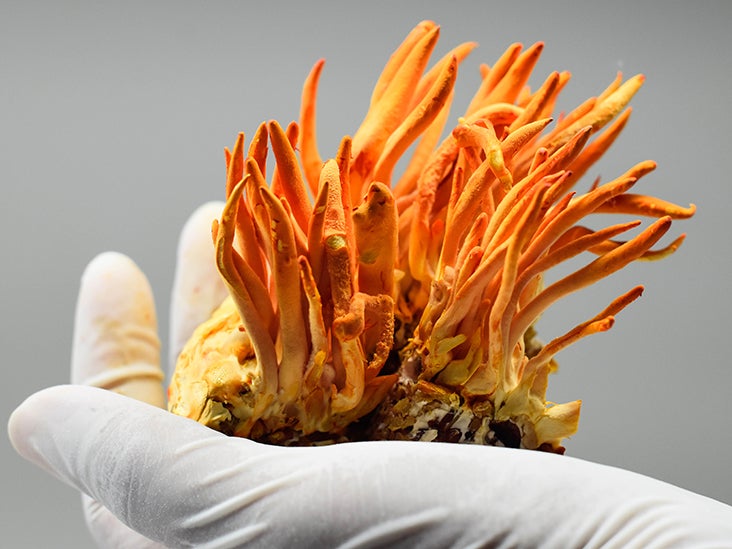 Cordyceps In Humans Research And More
