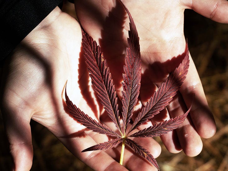 Cannabis and cancer: Study finds that marijuana can help reduce pain - Vimarsana News