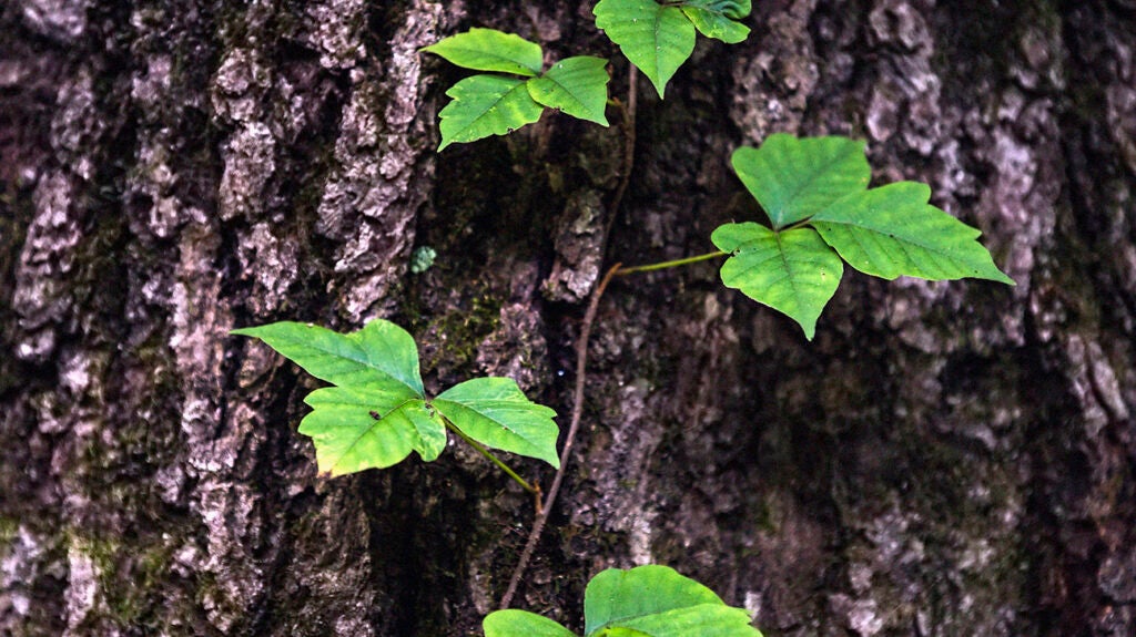 Hives from plants and weeds Types, symptoms, and more