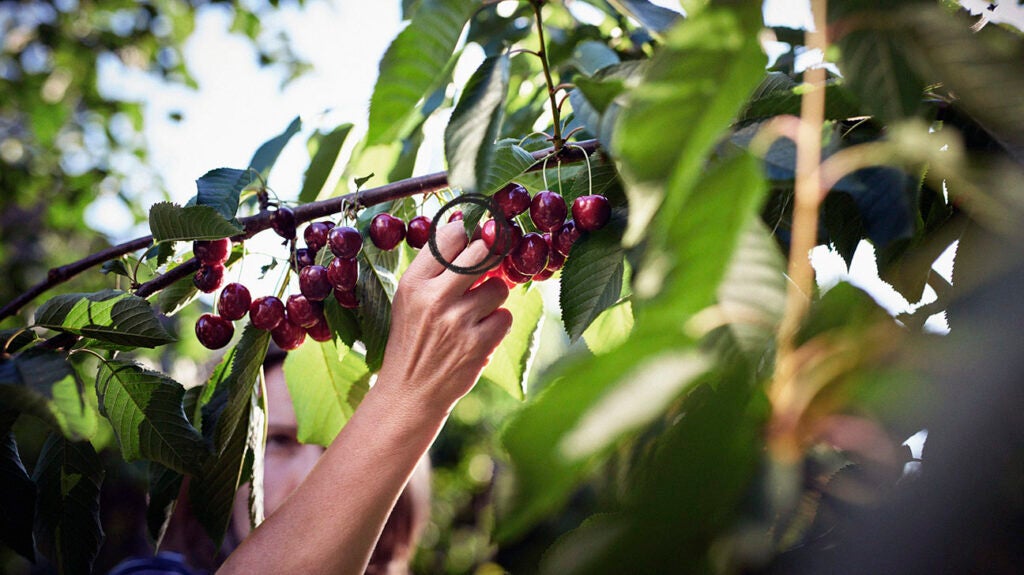 Photo inspiration: Picture Idea: Are Cherries Suitable For People Living With Diabetes